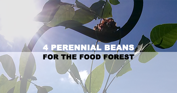 Four Perennial Beans for your Food Forest