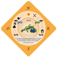 Food Forest Printable Cards, French Language Version (PDF)