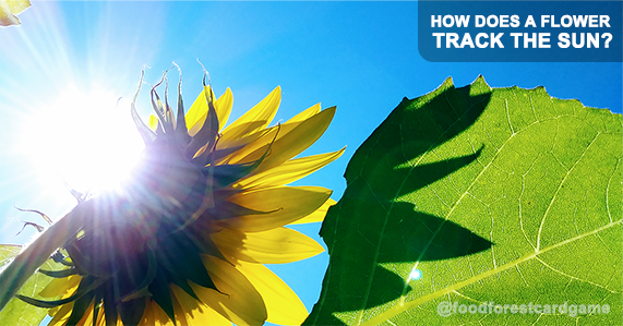 How Does a Sunflower Track the Sun?