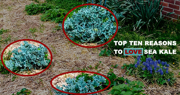 Top 10 Reasons to Love Sea Kale